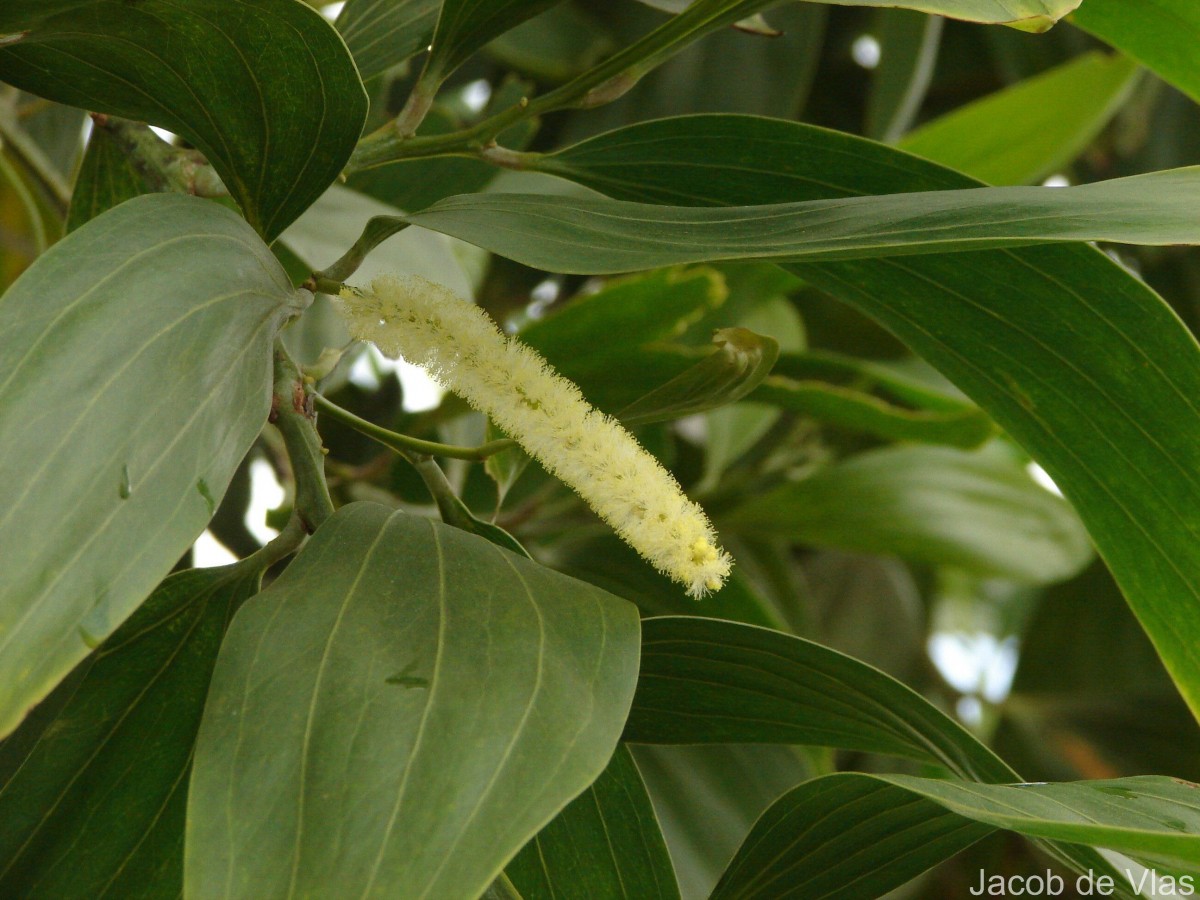Acacia mangium Willd.